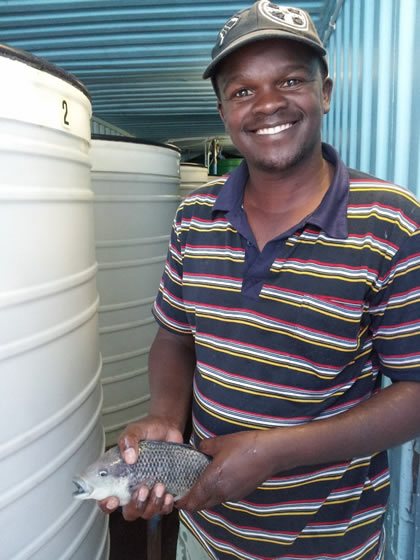 Fish harvested from a fish farm